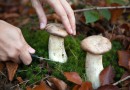 Pilze sammeln im Wald